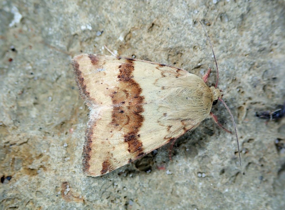 Yonca çömçəsi