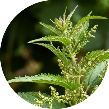 Gicitkən