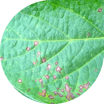 Bənövşəyi Soya serkosporozu