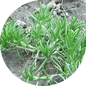 Toritsa Tarla