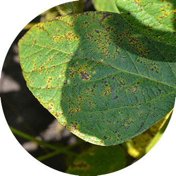 Septoriya və ya paslı Soya ləkəsi