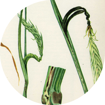 Çovdarın gövdəsi