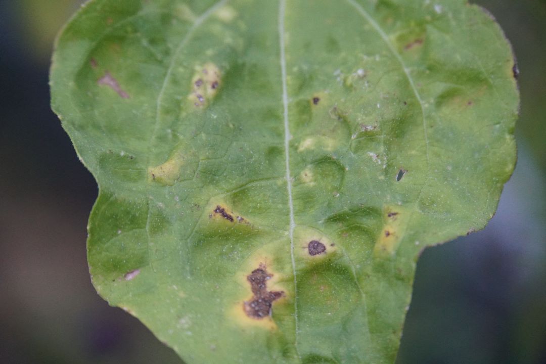 Günəbaxan septoriyası