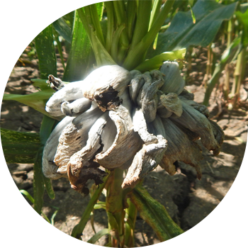 Qarğıdalı köpüyü