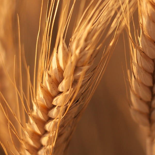 Adi bitkilərin əkilməsi kalkulyatoru