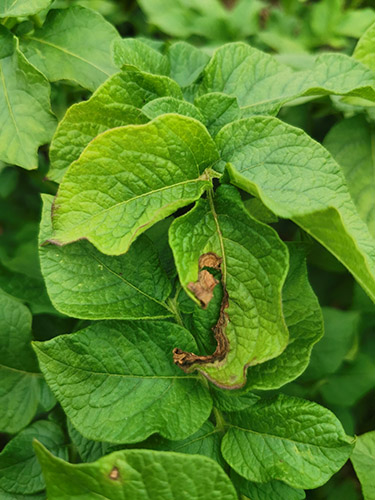 Kartof alternariozu (erkən quru ləkə) 