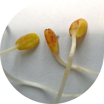 Kətan kotiledon xallı