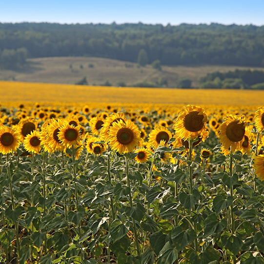 "Avqust-Leninogorsk"