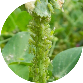 Noxud aphids
