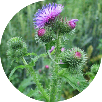 Thistle, çəngəl, Termer (sallanan)