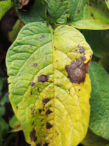 Kartof alternariozu (erkən quru ləkə) 