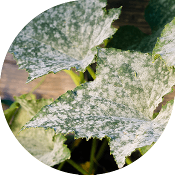 Pudralı xiyar şehi