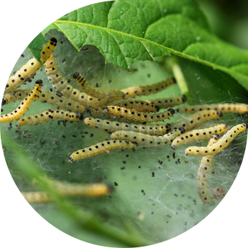 Mole Ermine alma