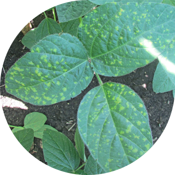 Peronosporoz və ya soya Tüklü küf