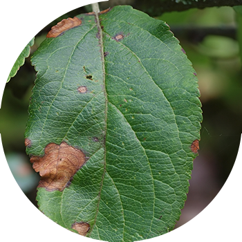 Alma ağacının alternariozu