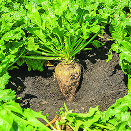 Şəkər çuğunduru