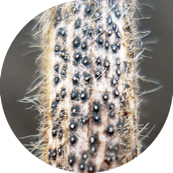 Diaportoz və ya soya fomopsisi