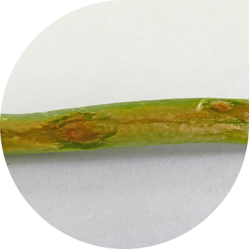 Soğan peronosporozu