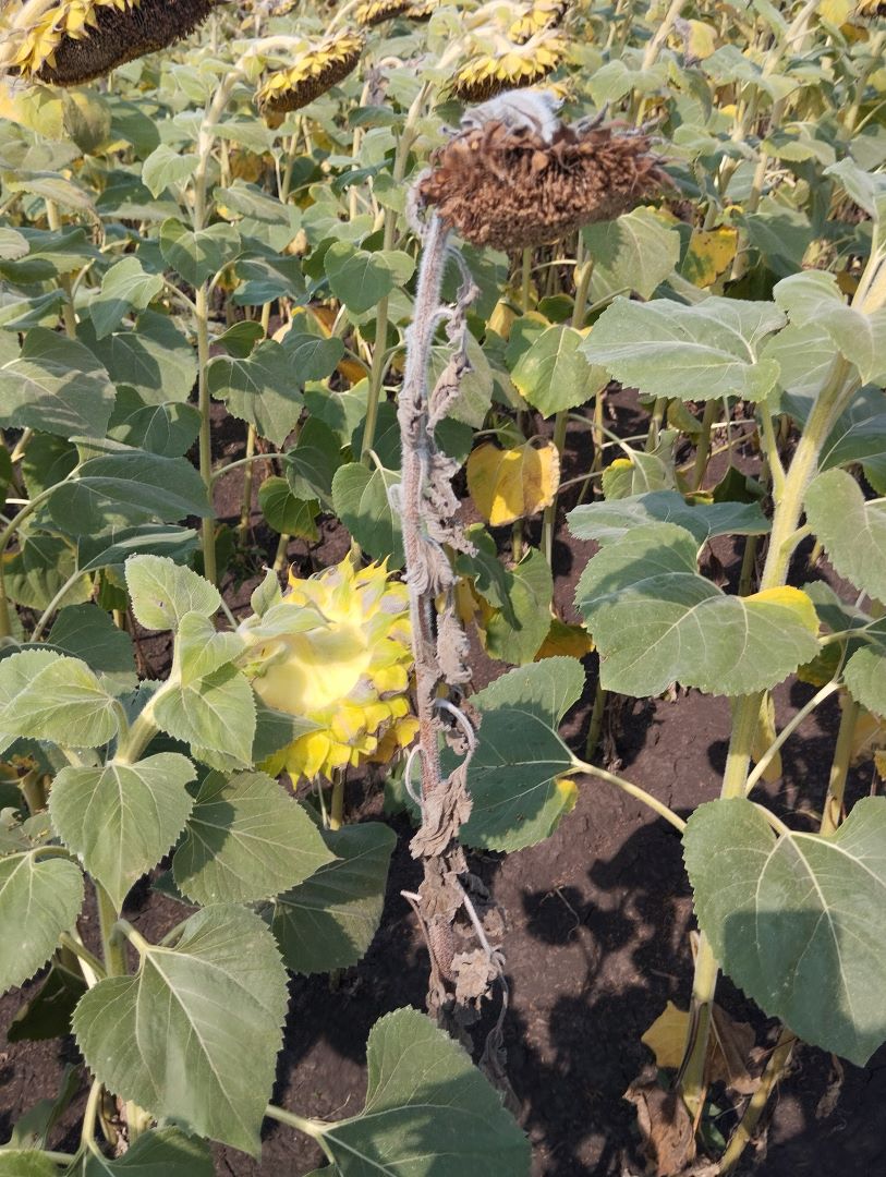 Verticillium günəbaxan solması