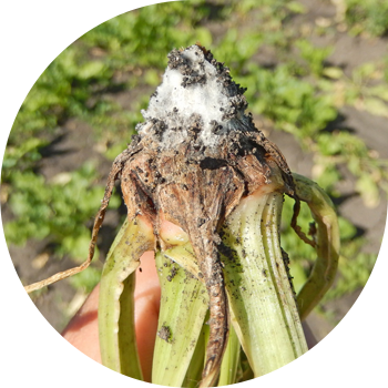 Fusarium çuğundur çürüməsi