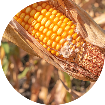 Qarğıdalı qulaqlarının fusariumu