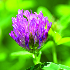 Otlaqlar və yem otları