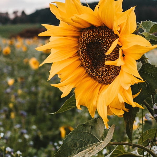 Sıra bitkilərinin əkilməsi kalkulyatoru