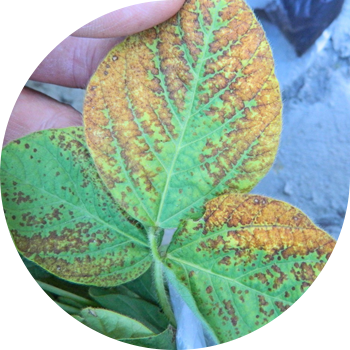 Soyanın açısal ləkəsi (bakterial yanıq) 