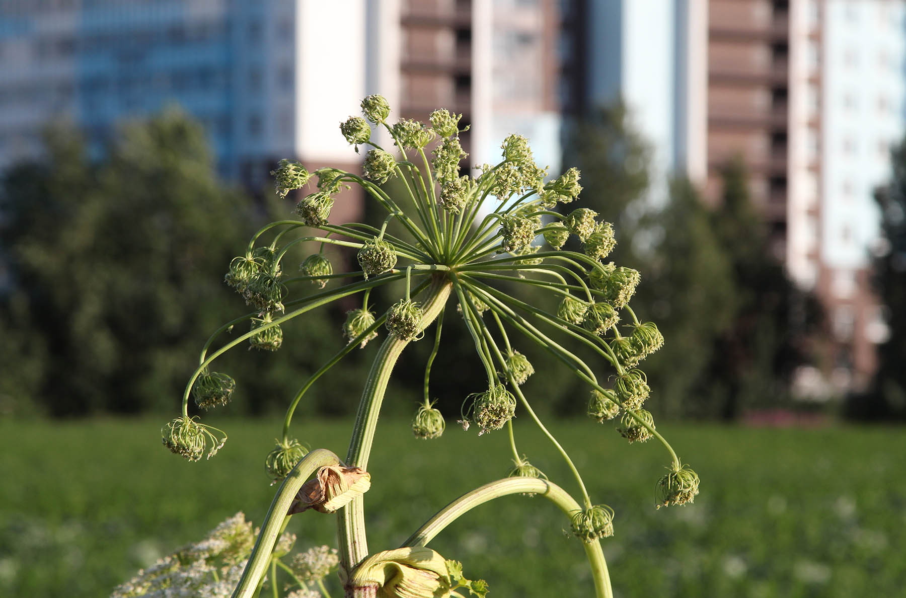 "Avqust" herbisidləri ilə iki mərhələli müalicə yaşayış məntəqələrində borschevikin aradan qaldırılmasını sürətləndirəcəkdir