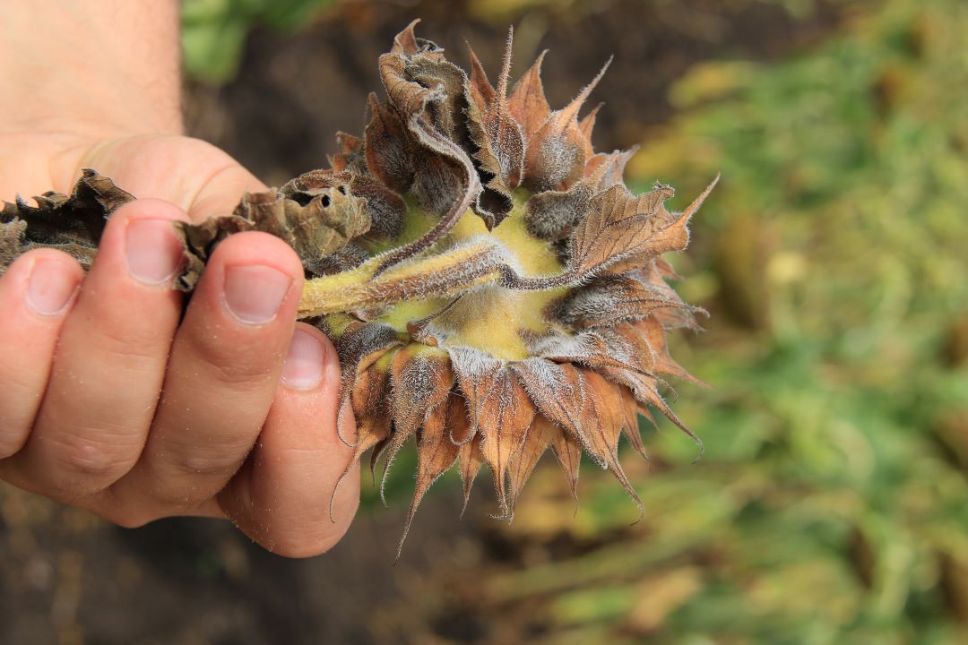 Günəbaxan fomopsisi (boz-qəhvəyi və ya qəhvəyi ləkə, çürük, gövdə xərçəngi)