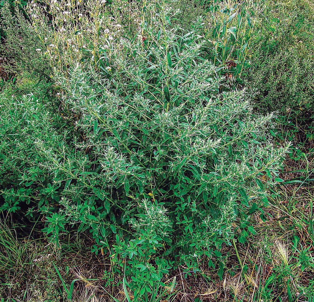 Axiris shchiritic