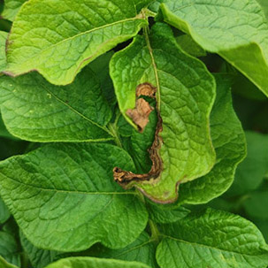 Kartof alternariozu (erkən quru ləkə) 