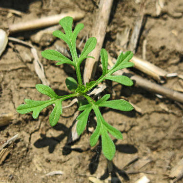 Herbisidlərin effektivliyi