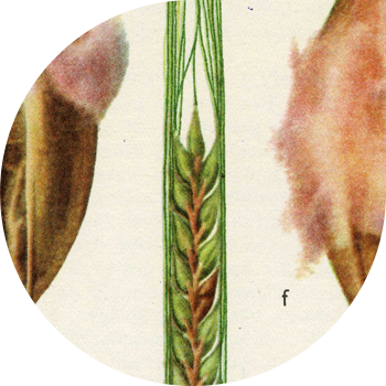 Toxum qəliblənməsi