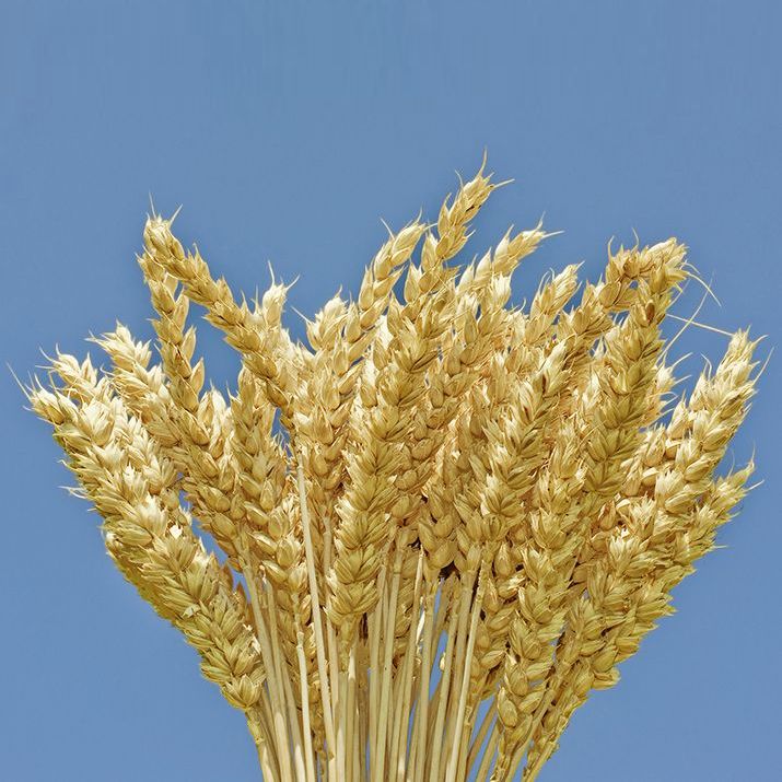 "Avqust-Kama Ağzı"