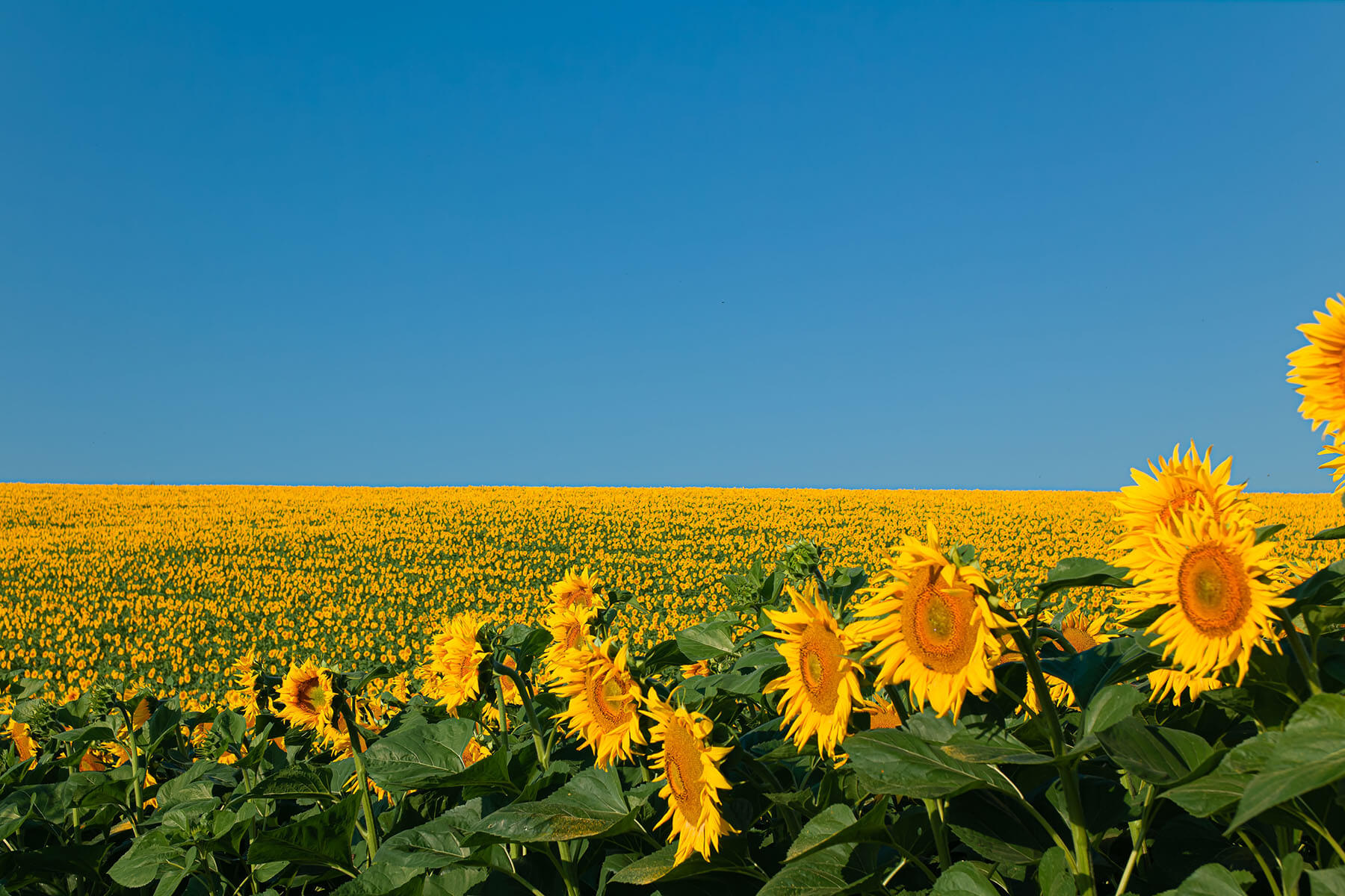 Tatarıstanda yeni neft hasilatı zavodu tikiləcək