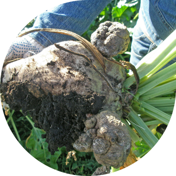 Çuğundur xərçəngi