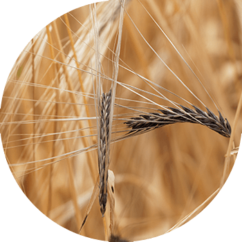 Möhkəm (daş) arpa qarğıdalı