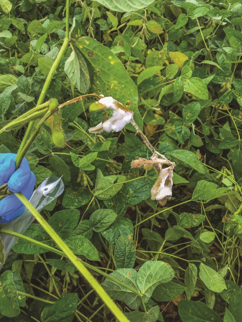 Sklerotinioz (sapların və soya paxlasının ağ çürüməsi)