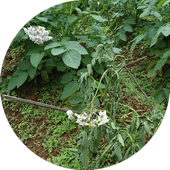 Kartofun qəhvəyi bakteriozu (bakterial solğunluq) 